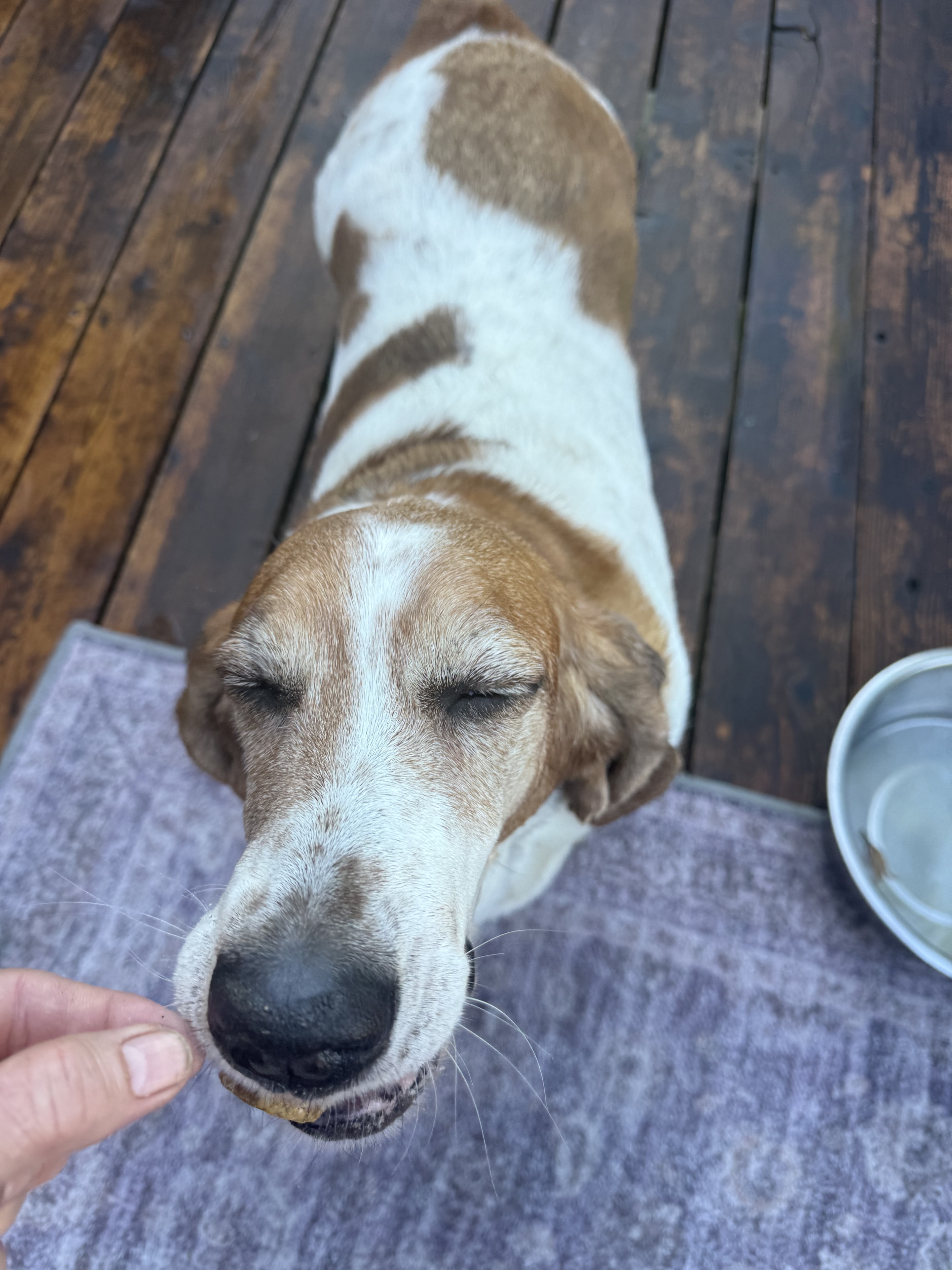Hank — Shannon's official taste tester