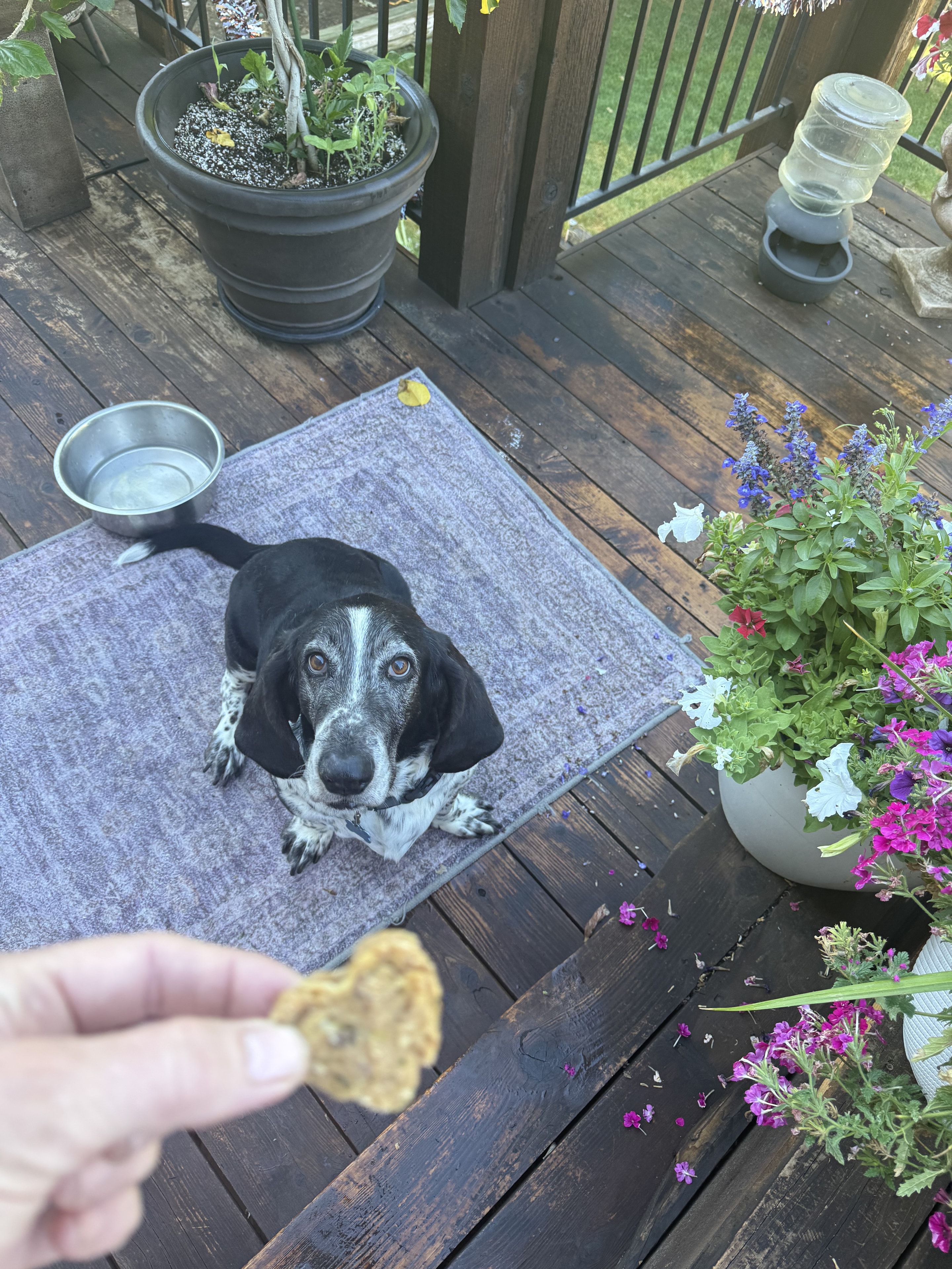 Charlie enjoying a treat
