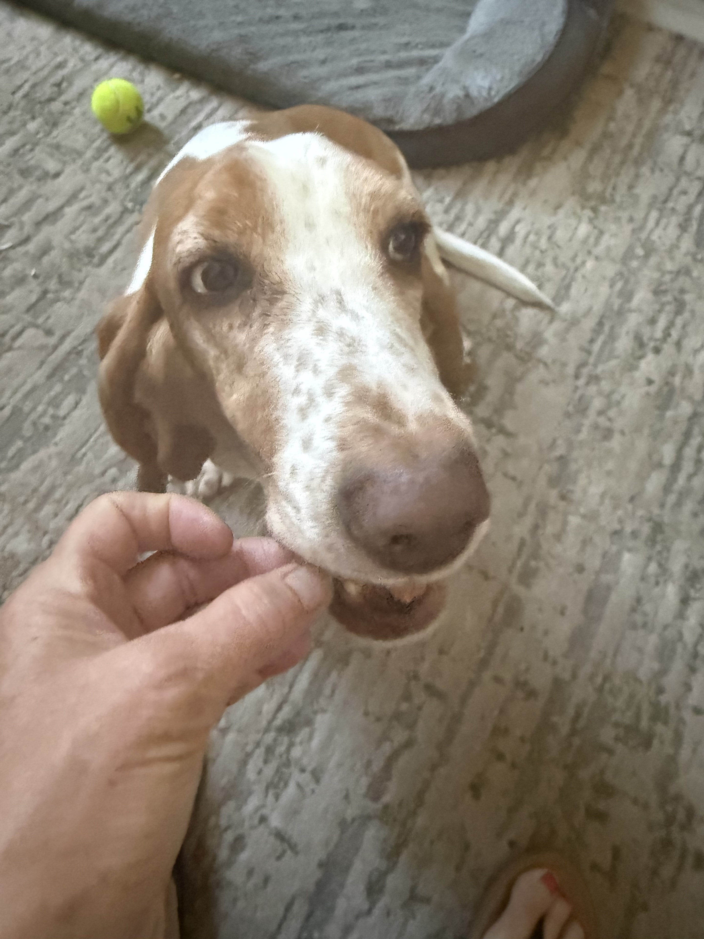 Hank the Bassett Hound on treat duty