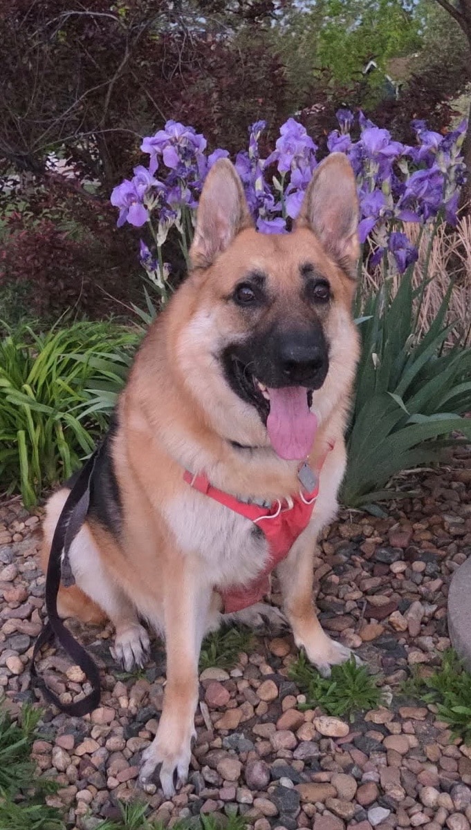 Charlie — Michelle's German Shepherd