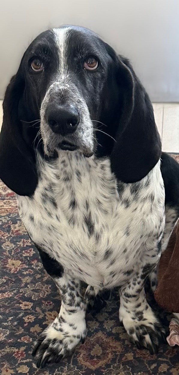 Hank — Shannon's Bassett Hound